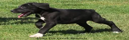 Great Dane dogs for sale: Mitzi - Ad 6