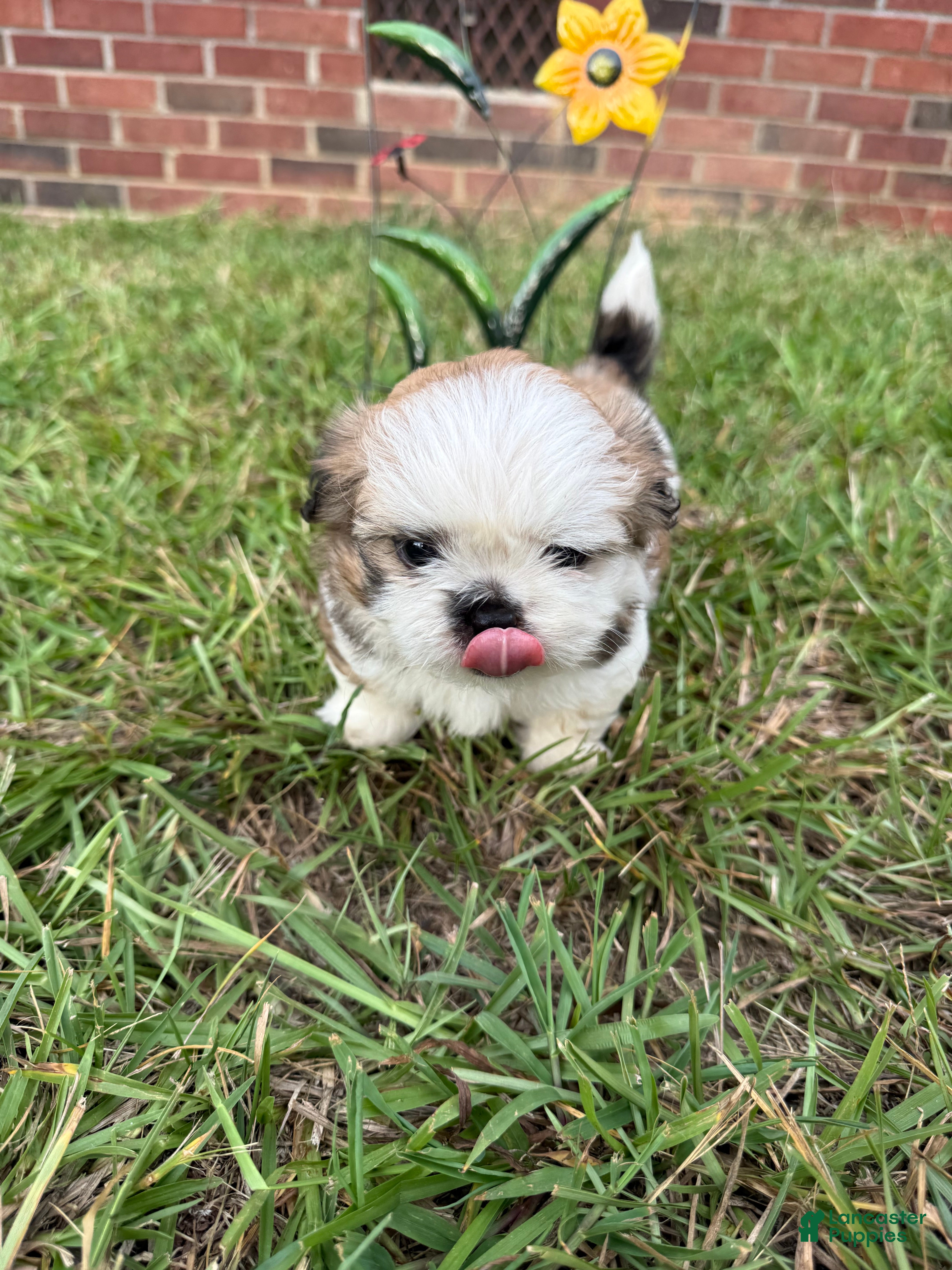 Shih Tzu dogs Shih Tzu 1 - Ad 2
