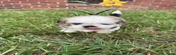 Shih Tzu dogs for sale: Shih Tzu 1 - Ad 2
