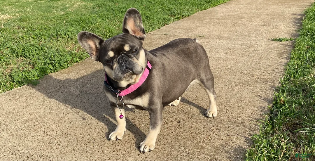 French Bulldog dogs for sale: MISSY - Ad 2