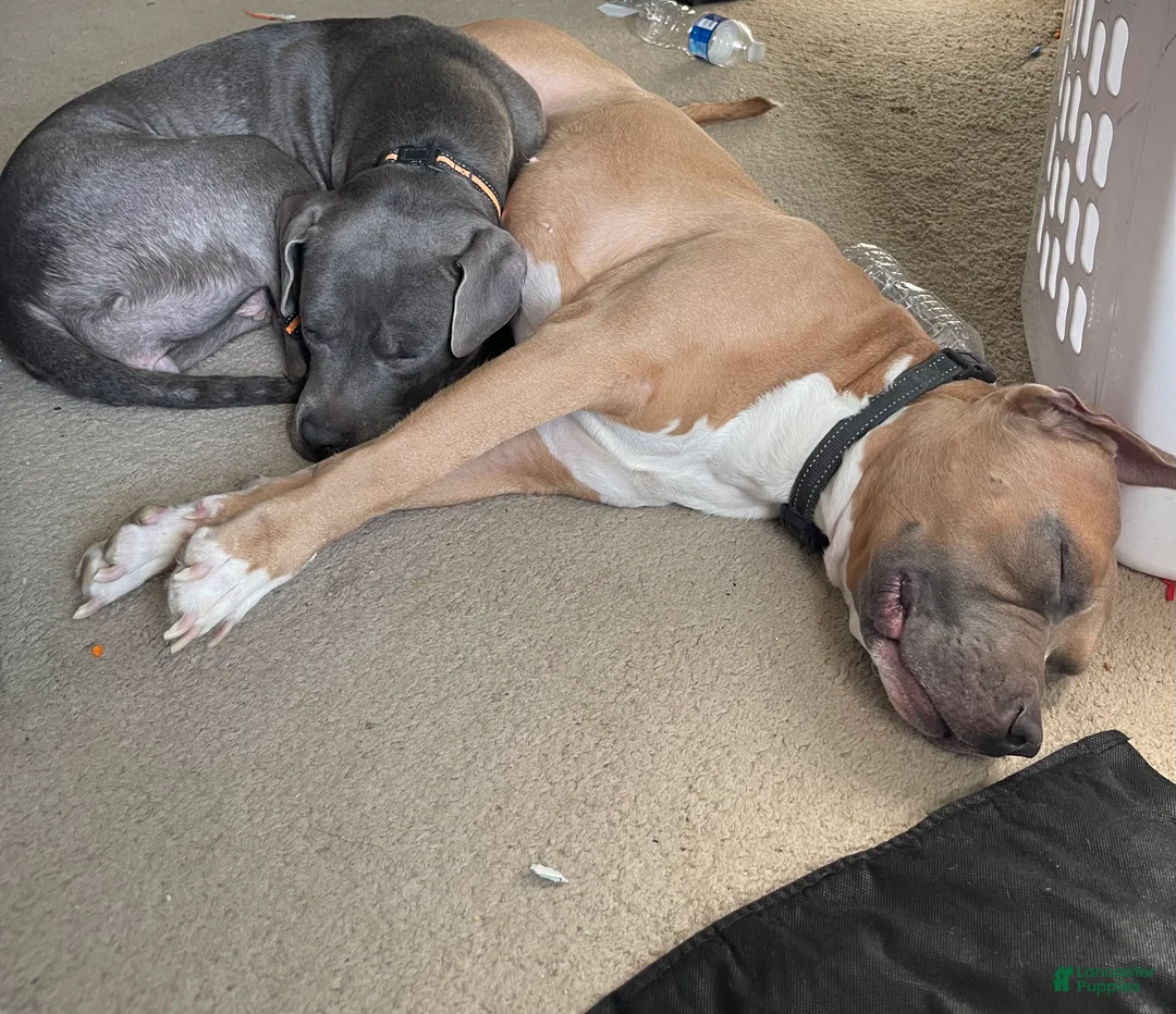 American Pit Bull Terrier dogs for sale: American Pit Bull Terrier Puppy 1 - Ad 3