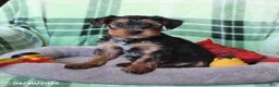 Yorkshire Terrier dogs for sale: Pip  - Ad 3