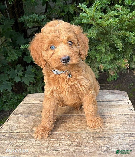 Cockapoo dogs Jordan - Ad 1