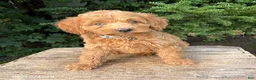 Cockapoo dogs for sale: Jordan - Ad 1