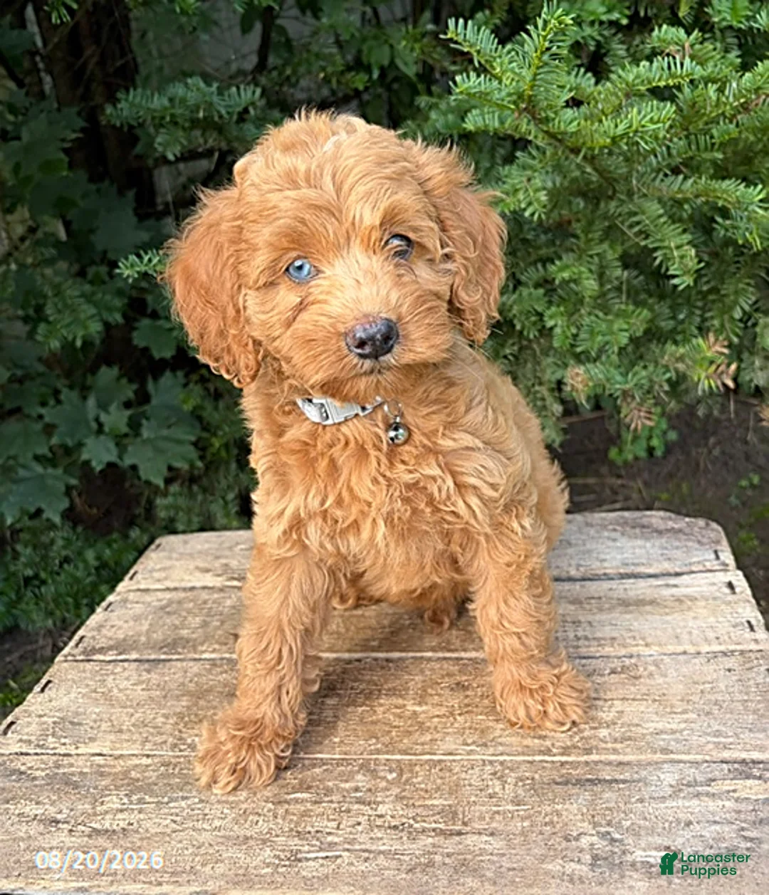Cockapoo dogs for sale: Jordan - Ad 1