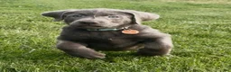 Labrador Retriever dogs for sale: Labrador Retriever 1 - Ad 21