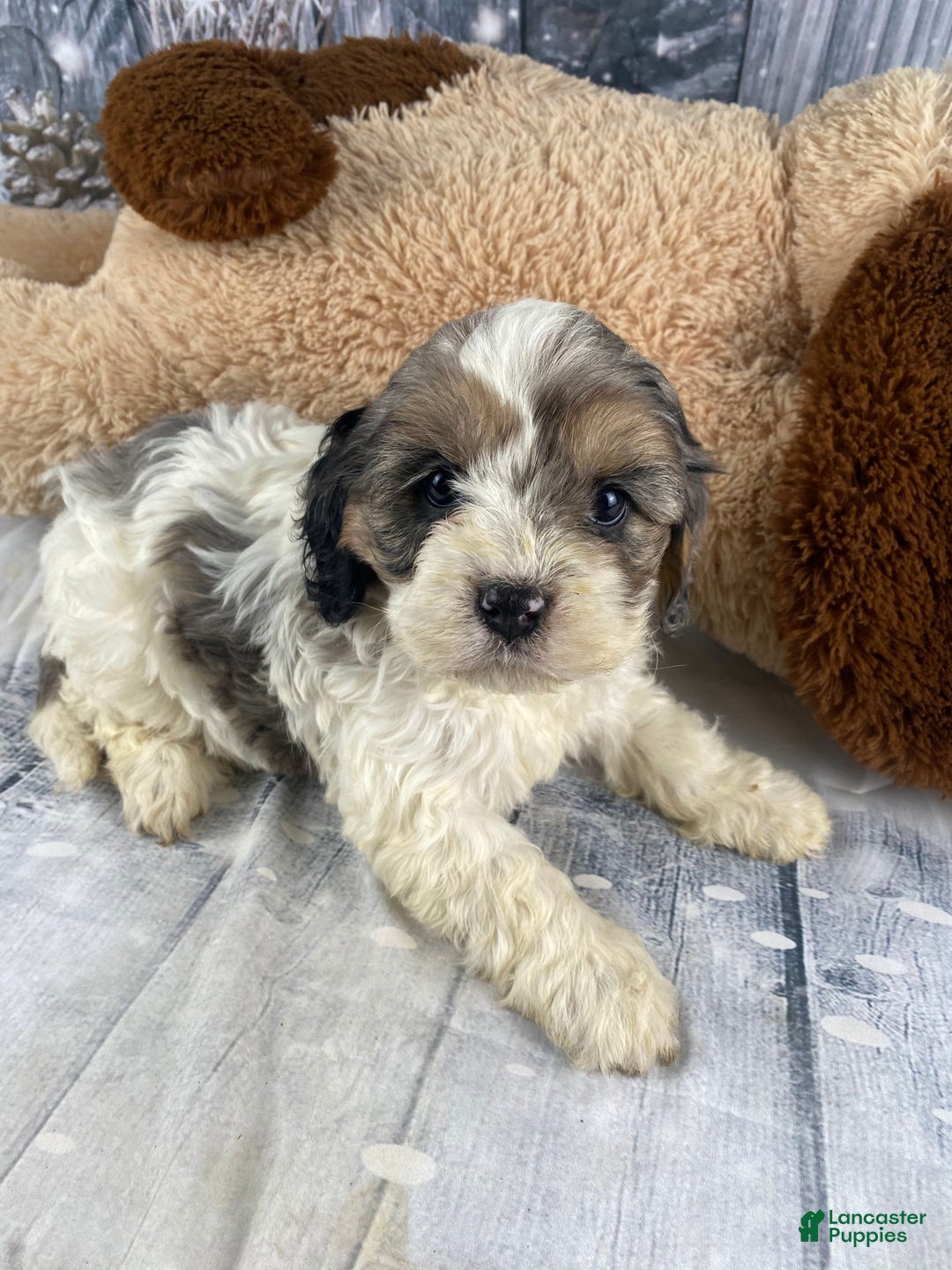 Cavapoo dogs for sale: Jessica - Ad 10