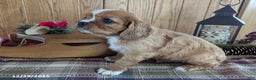 Cavalier King Charles Spaniel dogs for sale: Cody - Ad 2
