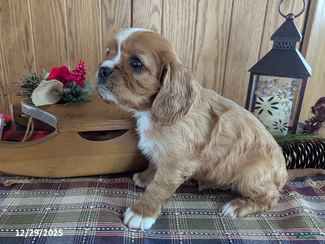 Cavalier King Charles Spaniel dogs for sale: Cody - Ad 2