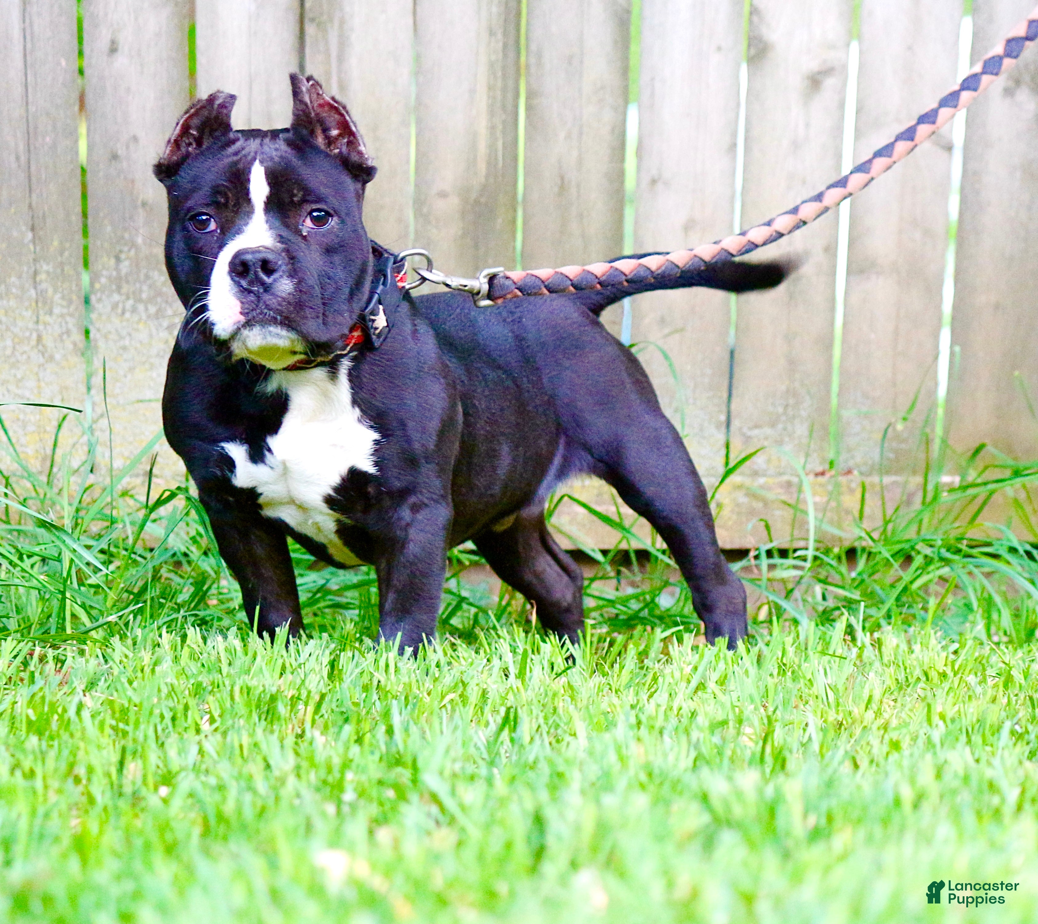 American Bully dogs Pepe - Ad 1