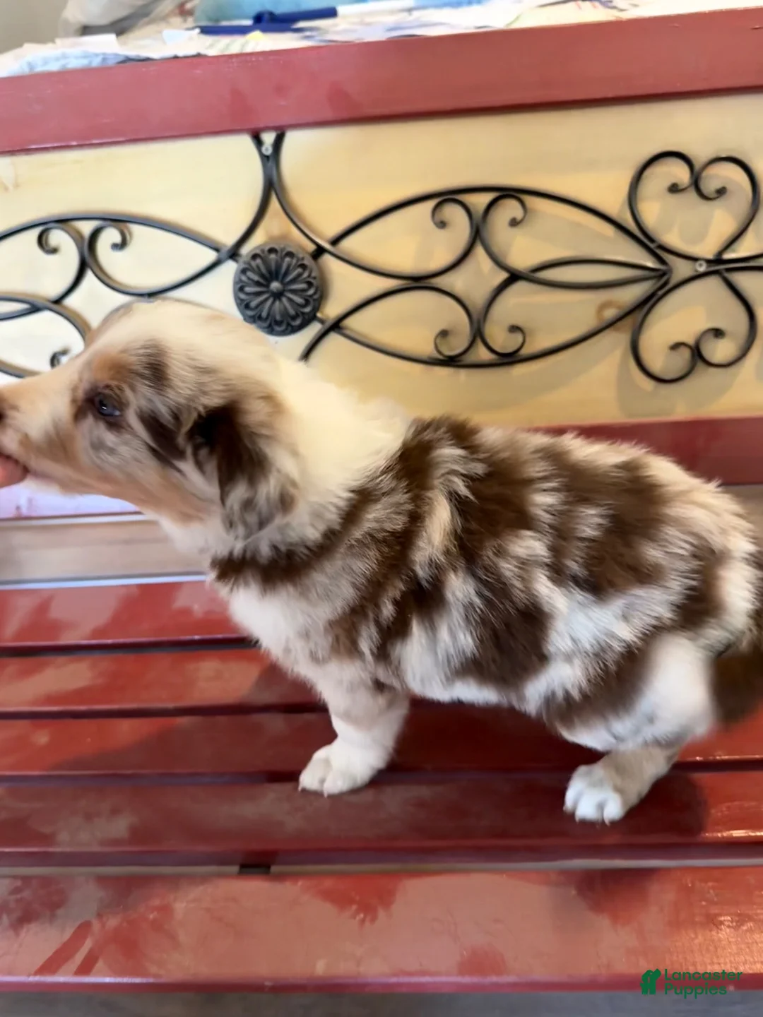 Border Collie dogs for sale: Rado - Ad 2