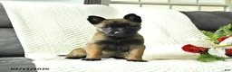 Belgian Malinois dogs for sale: Bella   - Ad 4