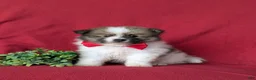 Pomeranian dogs for sale: Bigsby - Ad 2