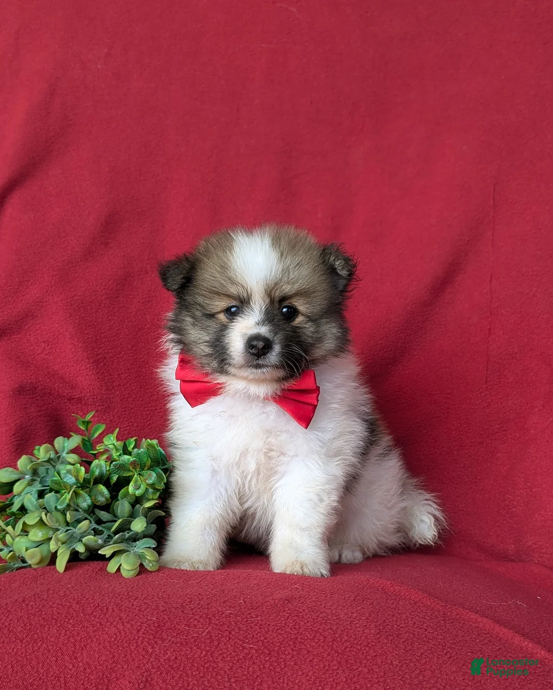 Pomeranian dogs for sale: Bigsby - Ad 2