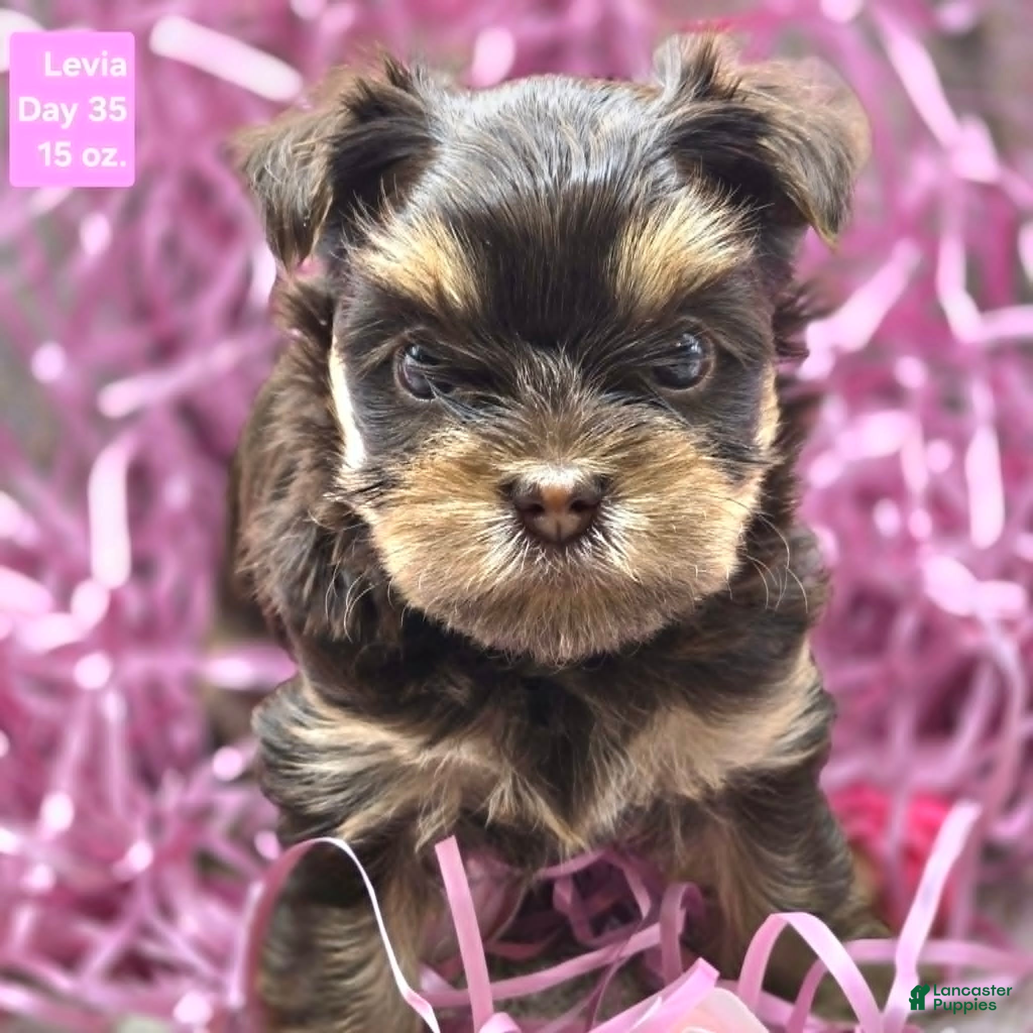 Yorkshire Terrier dogs Levia - Ad 42