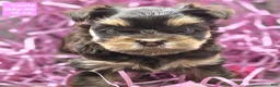 Yorkshire Terrier dogs for sale: Levia - Ad 1