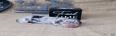 CeCe female *Delivery available*