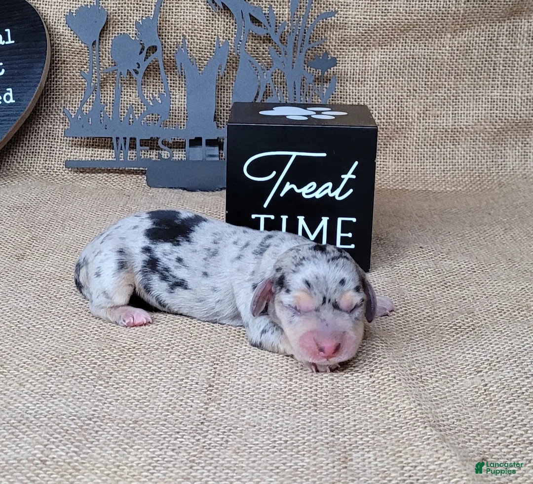 Miniature Dachshund dogs for sale: CeCe female *Delivery available* - Ad 1