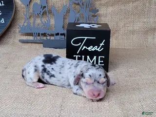 Miniature Dachshund dogs CeCe female *Delivery available* - Ad 39
