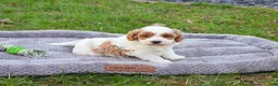 Cavapoo dogs for sale: Stellan  - Ad 5