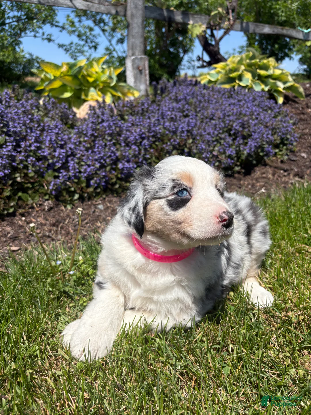 Australian Shepherd dogs for sale: Matilda - Ad 2