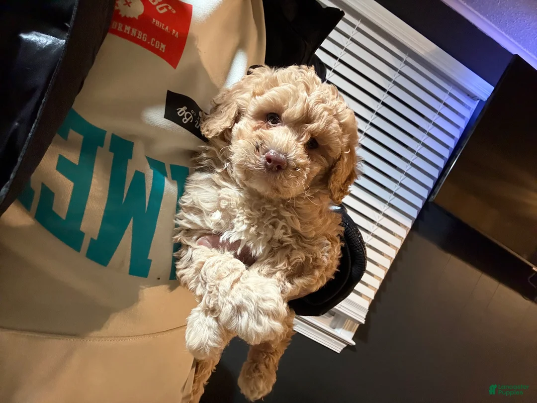 Miniature Poodle dogs for sale: Miniature Poodle Puppy 2 - Ad 2