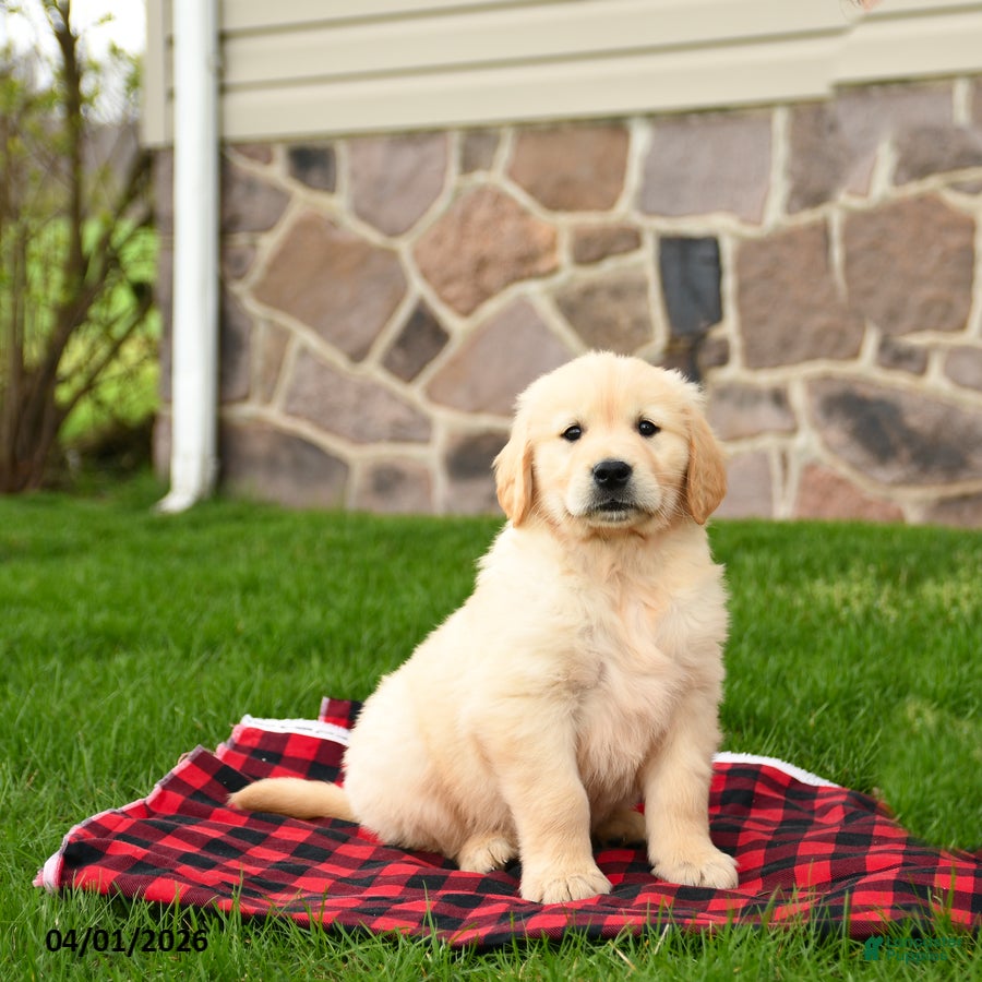 Golden Retriever dogs Rowdy - Ad 1