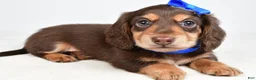 Miniature Dachshund dogs for sale: Skipper - Ad 8