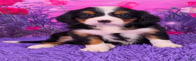 Tuffy