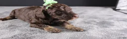 Standard Poodle dogs for sale: Patsy C - Ad 5