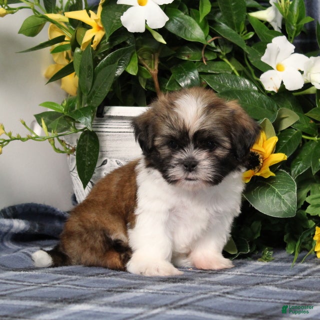 Shih Tzu dogs Truffles - Ad 1