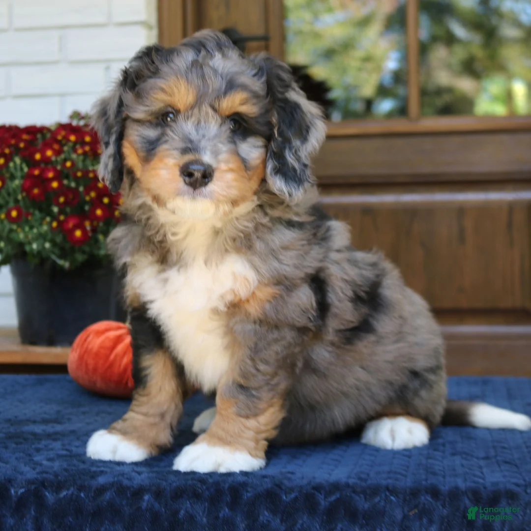 Mini Bernedoodle dogs for sale: Gus  - Ad 2
