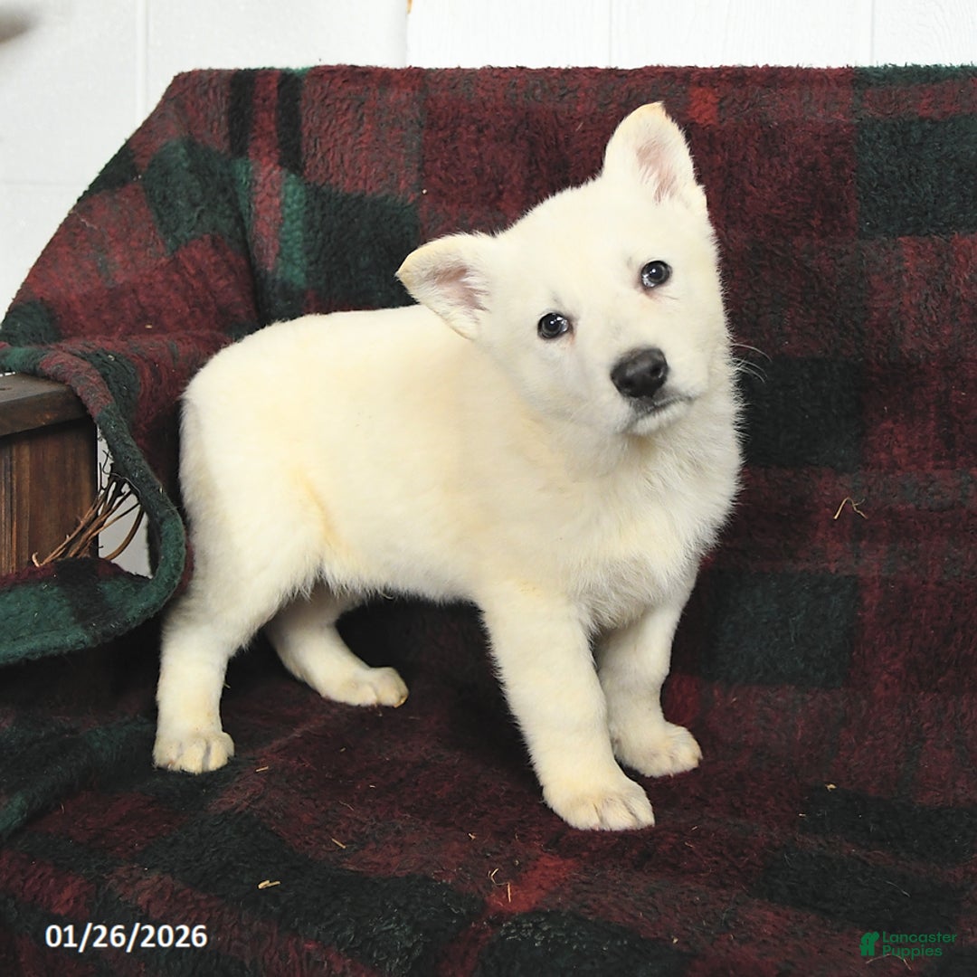 German Shepherd dogs for sale: Frosty - Ad 2