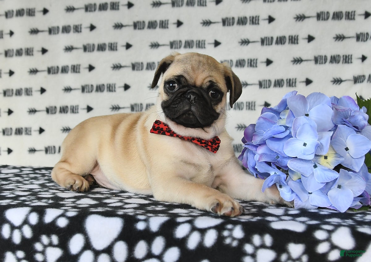 Pug dogs Calvin - Ad 1