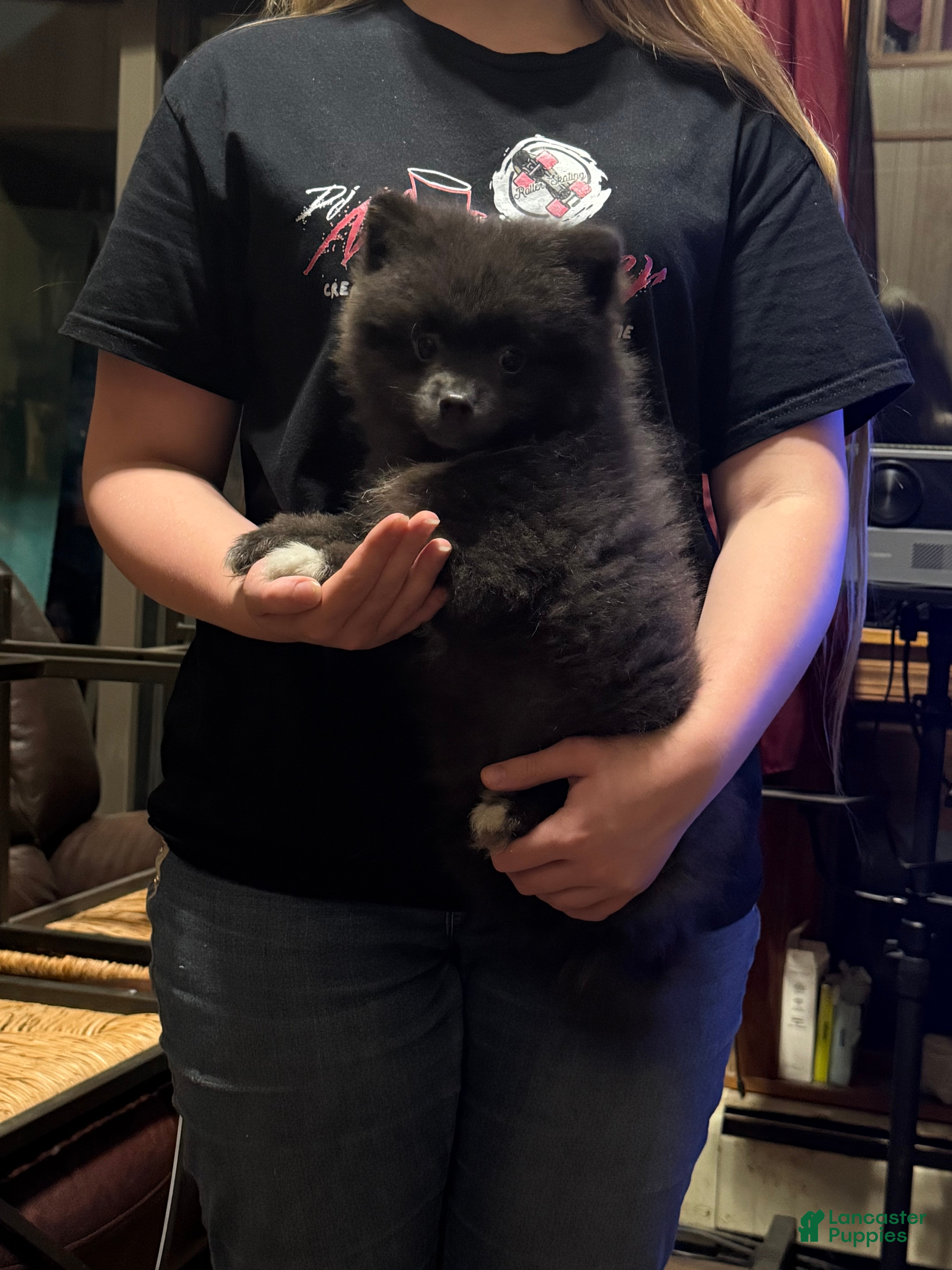 Pomeranian dogs for sale: Pomeranian Puppy 1 - Ad 1