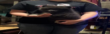 Pomeranian Puppy 1