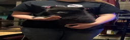 Pomeranian dogs for sale: Pomeranian Puppy 1 - Ad 1