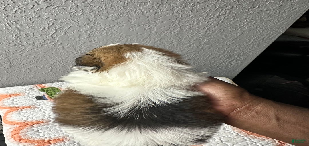 Gallery Image {{count}}