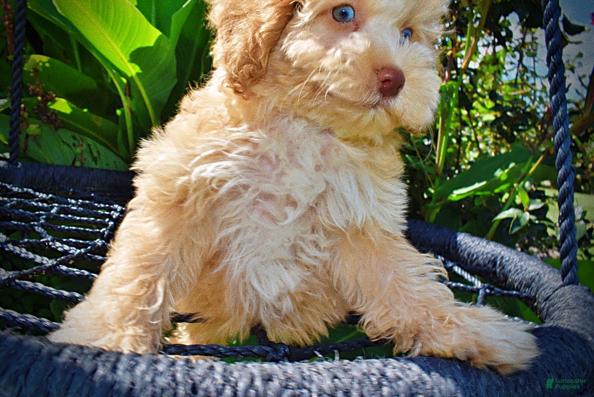 Havapoo dogs Gracie - Ad 2