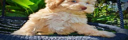 Havapoo dogs for sale: Gracie - Ad 2