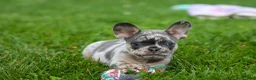 French Bulldog dogs for sale: Knox 💙 - Ad 9