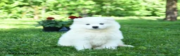 Samoyed dogs for sale: Ghost  - Ad 3