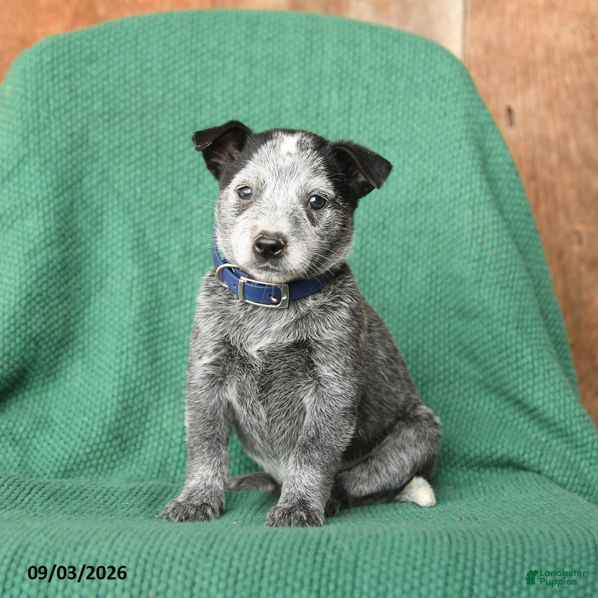 Australian Cattle Dog dogs Dolly - Ad 2