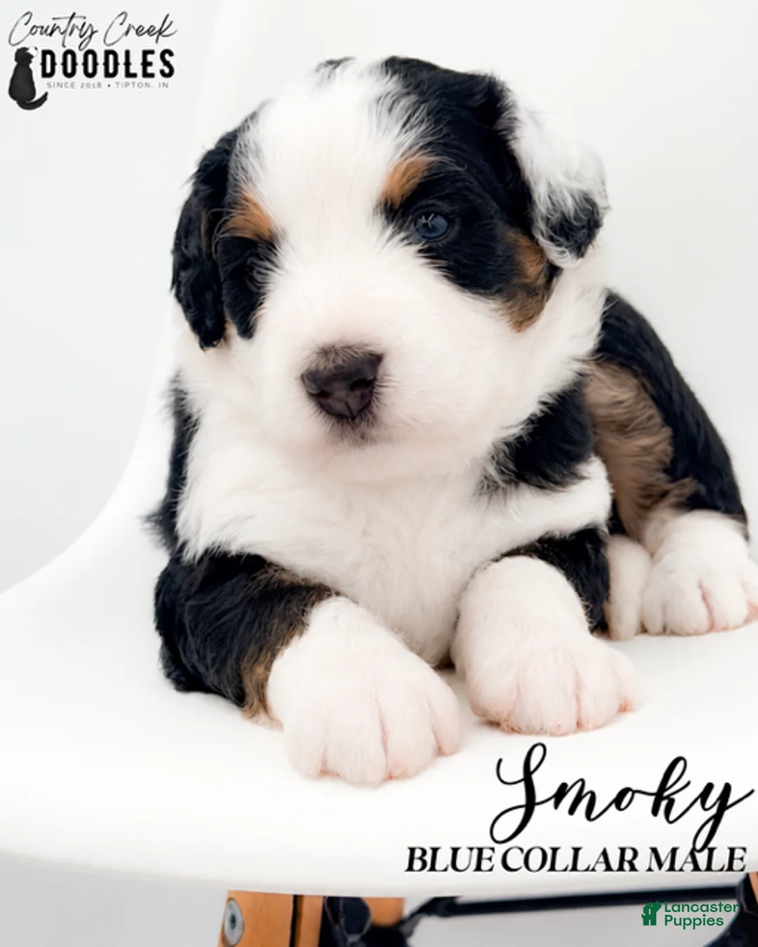 Bernedoodle dogs for sale: Smoky - Ad 1