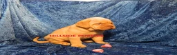Dogue De Bordeaux dogs for sale: Dogue De Bordeaux 2 - Ad 2