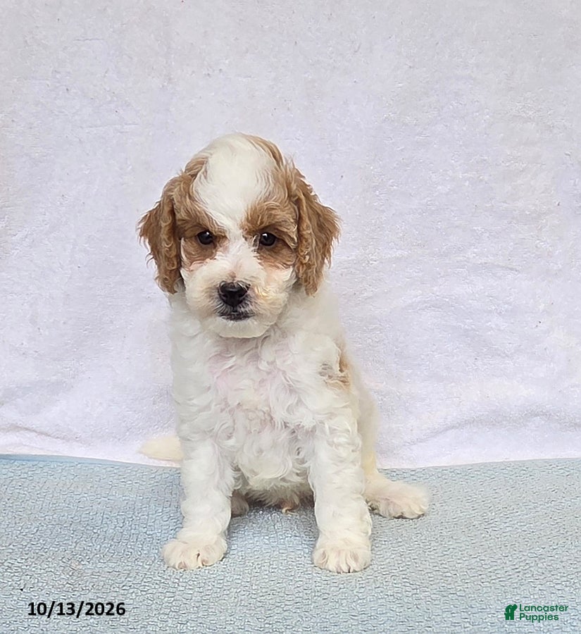Cavapoo dogs Donut - Ad 2