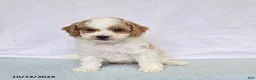 Cavapoo dogs for sale: Donut - Ad 2