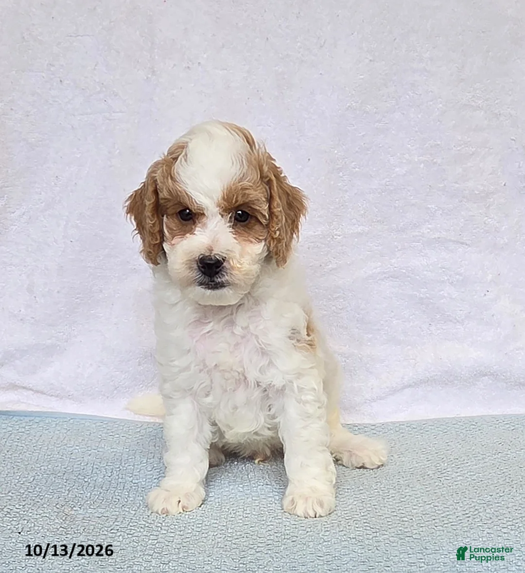 Cavapoo dogs for sale: Donut - Ad 2