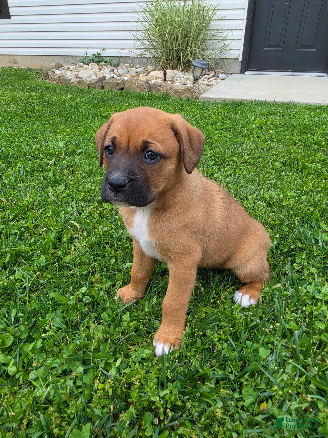 Mixed Breed dogs for sale: Remi - Ad 2