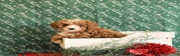 Toy Poodle dogs for sale: Izzy - Ad 2